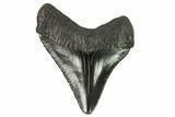 Serrated, Juvenile Megalodon Tooth - Georgia #115706-1